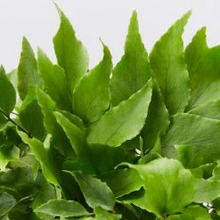 Indoor Garden Cyrtomium Falcatum Maritimum