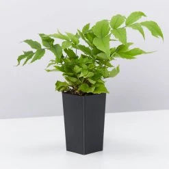 Indoor Garden Cyrtomium Falcatum Maritimum