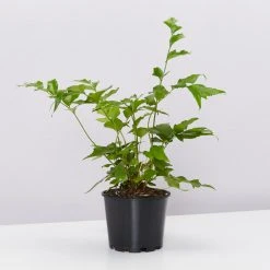 Pot + Plant Gift Box Cyrtomium Falcatum Maritimum - Pot + Plant + Soil Border Plants