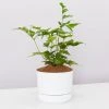 Pot + Plant Gift Box Cyrtomium Falcatum Maritimum - Pot + Plant + Soil Border Plants