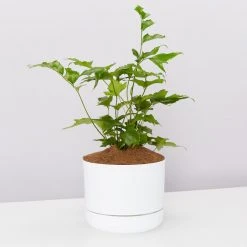 Pot + Plant Gift Box Cyrtomium Falcatum Maritimum - Pot + Plant + Soil Border Plants
