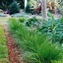 Shrubs Full Sun Lomandra Confertifolia "Little Con" 11 Shrubs Full Sun Lomandra Confertifolia