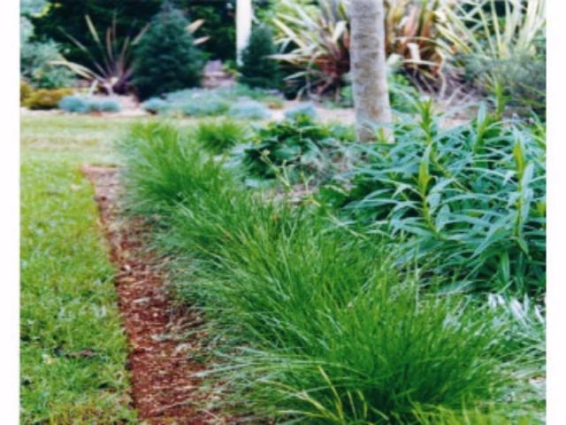 Shrubs Full Sun Lomandra Confertifolia "Little Con" 6 Shrubs Full Sun Lomandra Confertifolia "Little Con"