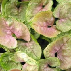 Indoor Garden Easy Care Plants Syngonium Mango Allusion 14 Indoor Garden Easy Care Plants Syngonium Mango Allusion