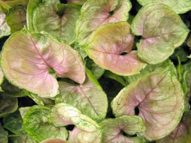 Indoor Garden Easy Care Plants Syngonium Mango Allusion 8 Indoor Garden Easy Care Plants Syngonium Mango Allusion