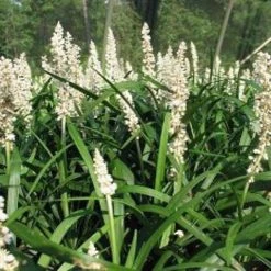 Shrubs Liriope Muscari Munroe White