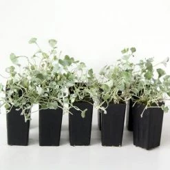 Shrubs Ground Covers Dichondra Silver Falls