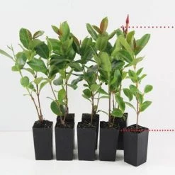 Shrubs Dipladenia Mandevilla 'Red Riding Hood' Full Sun