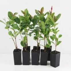 Shrubs Dipladenia Mandevilla 'Red Riding Hood' Full Sun