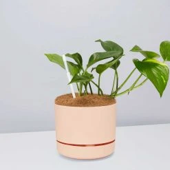 Pot + Plant Gift Box The Beginners Gift Box ???? Easy Care Plants