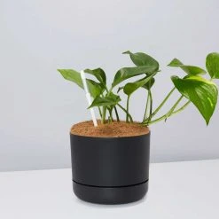 Pot + Plant Gift Box The Beginners Gift Box ???? Easy Care Plants