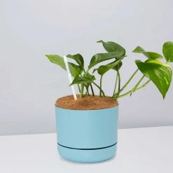 Pot + Plant Gift Box The Beginners Gift Box ???? Easy Care Plants