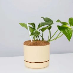 Pot + Plant Gift Box The Beginners Gift Box ???? Easy Care Plants