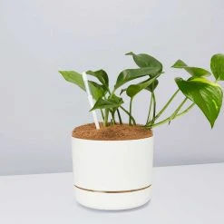 Pot + Plant Gift Box The Beginners Gift Box ???? Easy Care Plants