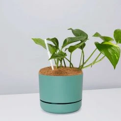 Pot + Plant Gift Box The Beginners Gift Box ???? Easy Care Plants