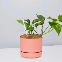 Pot + Plant Gift Box The Beginners Gift Box ???? Easy Care Plants