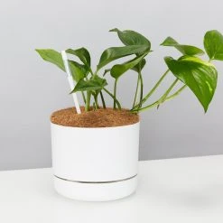 Pot + Plant Gift Box The Beginners Gift Box ???? Easy Care Plants