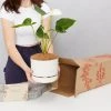 Pot + Plant Gift Box Anthurium Flowering Varieties - Pot + Plant + Soil