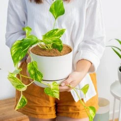 Pot + Plant Gift Box Devils Ivy 'Golden Pothos' - Pot + Plant + Soil