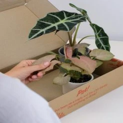 Indoor Garden Alocasias Alocasia Lowii 'Polly Amazonica'