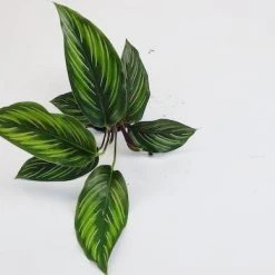 Indoor Garden Calathea Beauty Star Pet-friendly Indoor Plants 14 Indoor Garden Calathea Beauty Star Pet-friendly Indoor Plants