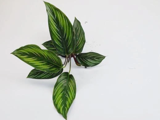 Indoor Garden Calathea Beauty Star Pet-friendly Indoor Plants 8 Indoor Garden Calathea Beauty Star Pet-friendly Indoor Plants