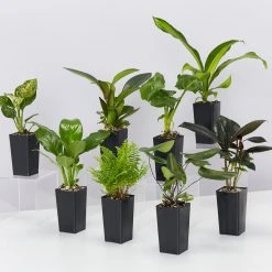 Indoor Garden Easy Care Plants Dark Matters Low Light Indoor Plant Pack
