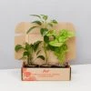 Indoor Garden Dark Matters Low Light Indoor Plant Pack 85mm Easy Care Plants 1 Indoor Garden Dark Matters Low Light Indoor Plant Pack 85mm Easy Care Plants