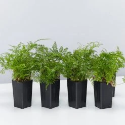 Indoor Garden White Rabbits Foot Fern