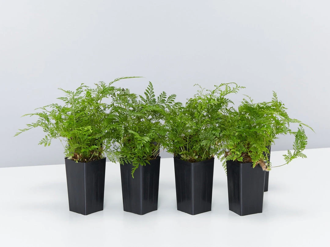 Indoor Garden White Rabbits Foot Fern 3 Indoor Garden White Rabbits Foot Fern