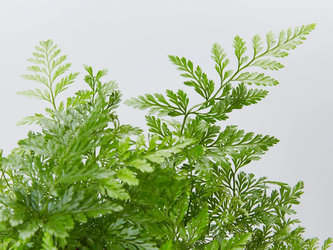 Indoor Garden White Rabbits Foot Fern 4 Indoor Garden White Rabbits Foot Fern