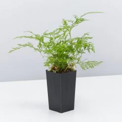 Indoor Garden White Rabbits Foot Fern 8 Indoor Garden White Rabbits Foot Fern