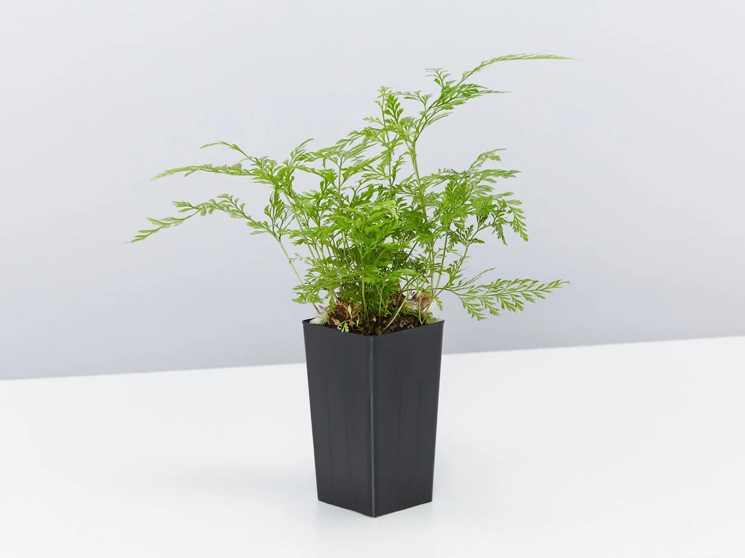 Indoor Garden White Rabbits Foot Fern 5 Indoor Garden White Rabbits Foot Fern
