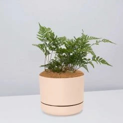 Pot + Plant Gift Box The Fern Gift Box - Pot + Plant + Soil Easy Care Plants
