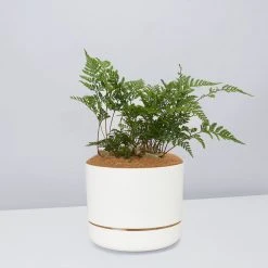 Pot + Plant Gift Box The Fern Gift Box - Pot + Plant + Soil Easy Care Plants