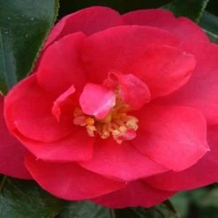 Hedge Hedging Plants Camellia Sasanqua 'Dazzler' (rose Red Flower)