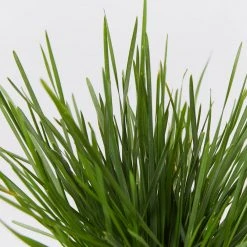 Shrubs Deschampsia Cespitosa Border Plants