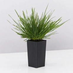 Shrubs Deschampsia Cespitosa Border Plants