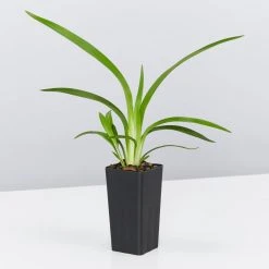 Shrubs Dianella Emerald Fountain