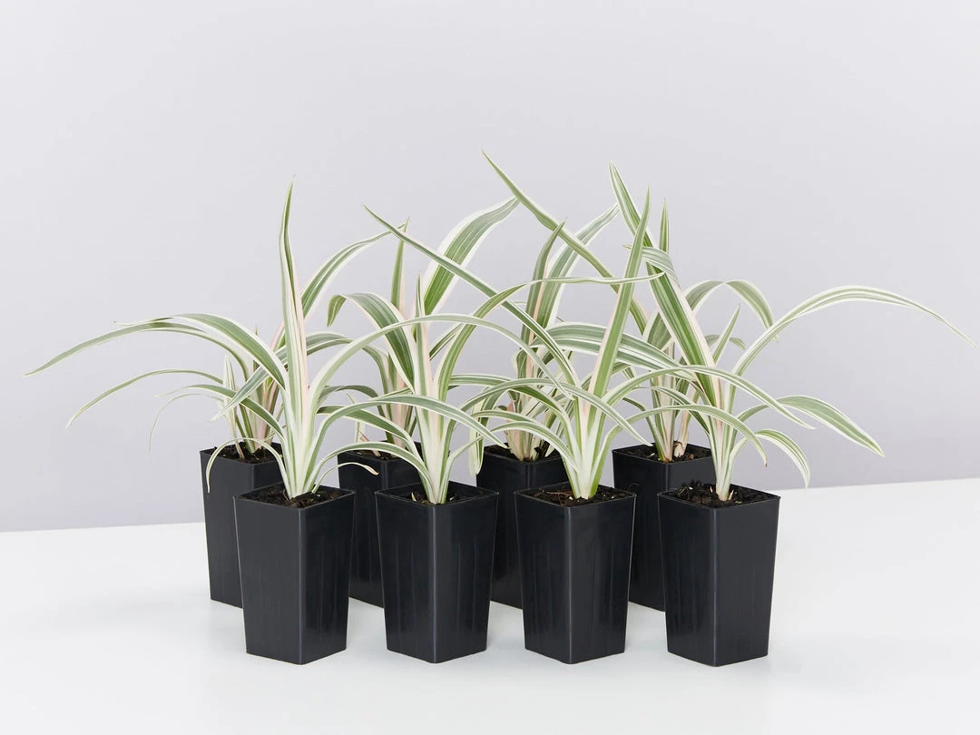 Shrubs Dianella 'Silver Streak' Variegated 3 Shrubs Dianella 'Silver Streak' Variegated