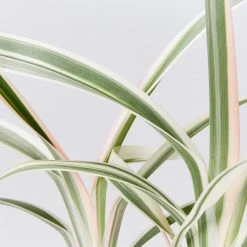 Shrubs Dianella 'Silver Streak' Variegated 11 Shrubs Dianella 'Silver Streak' Variegated