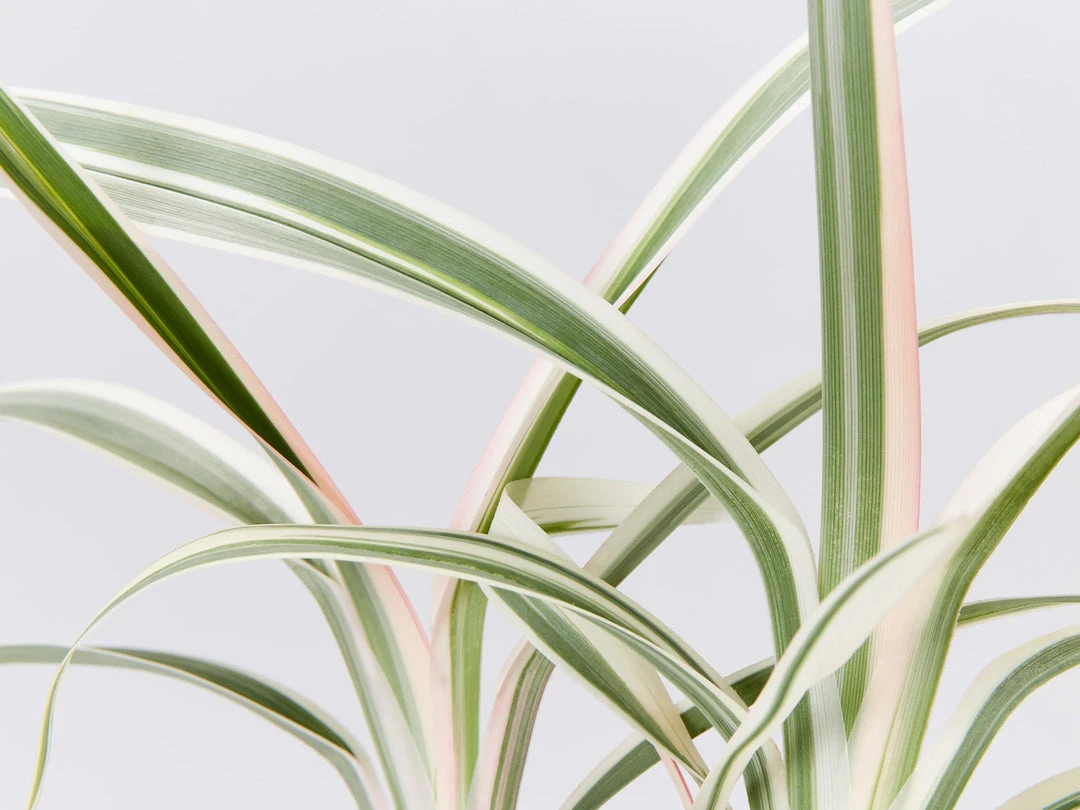 Shrubs Dianella 'Silver Streak' Variegated 6 Shrubs Dianella 'Silver Streak' Variegated