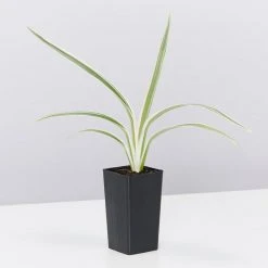 Shrubs Dianella Variegata Full Sun