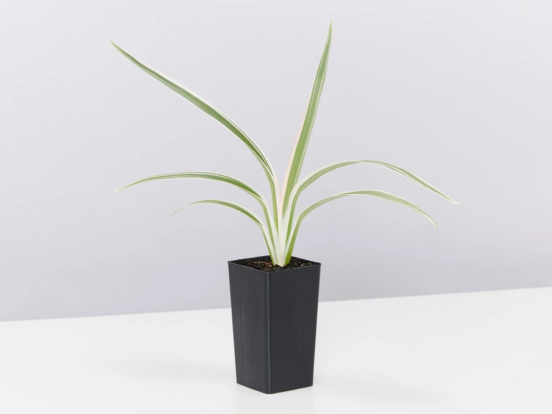 Shrubs Dianella 'Silver Streak' Variegated 5 Shrubs Dianella 'Silver Streak' Variegated