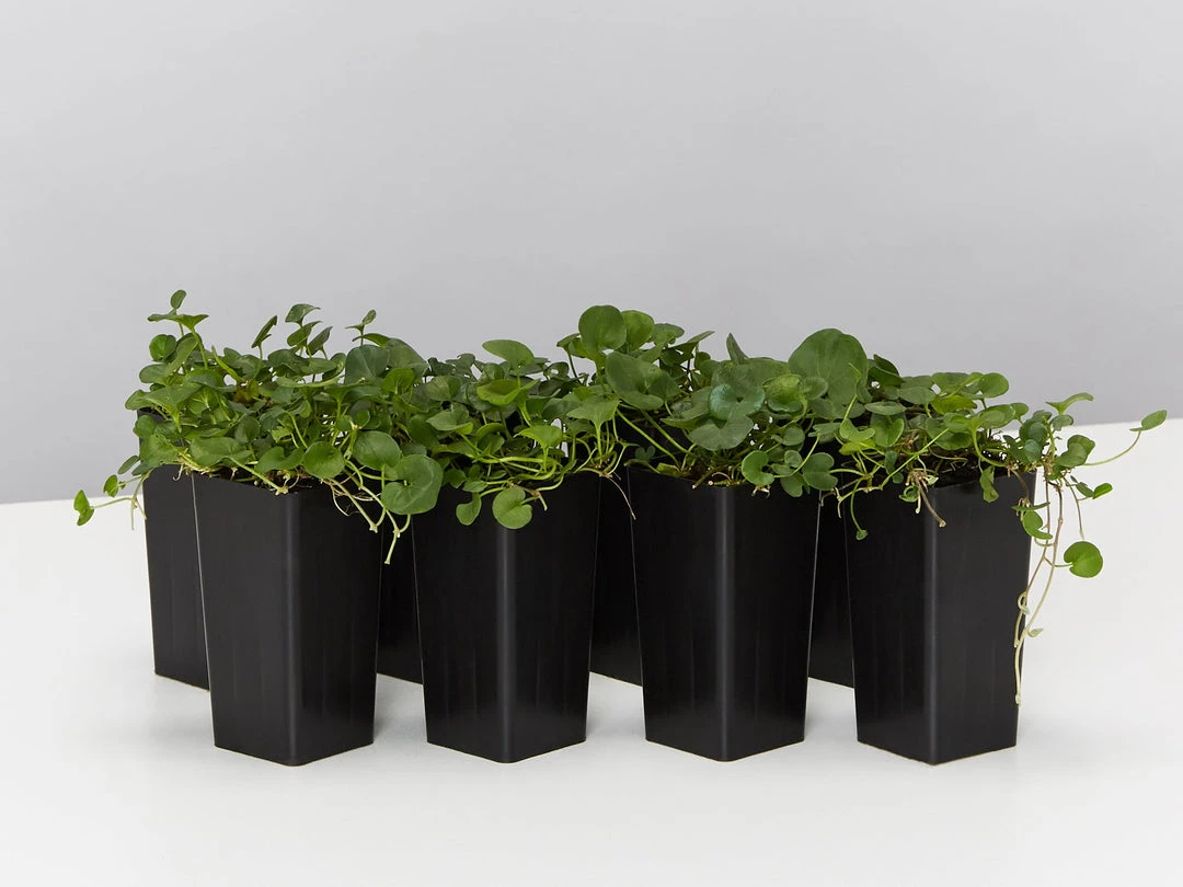 Shrubs Ground Covers Dichondra Repens 3 Shrubs Ground Covers Dichondra Repens