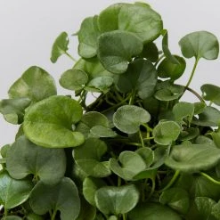 Shrubs Ground Covers Dichondra Repens