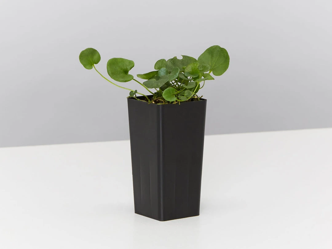 Shrubs Ground Covers Dichondra Repens 6 Shrubs Ground Covers Dichondra Repens