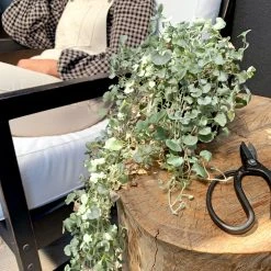 Shrubs Ground Covers Dichondra Silver Falls