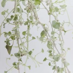 Shrubs Dichondra Silver Falls Hanging Plant