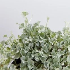 Shrubs Dichondra Silver Falls Hanging Plant